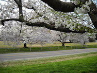 Memphis Botanic Garden Cherry Blossom