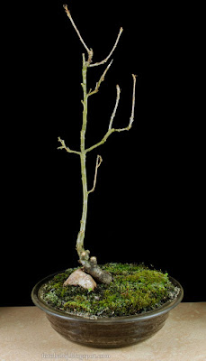 http://fotobabij.blogspot.com/2015/11/bonsai-debu-wczesna-wiosna.html