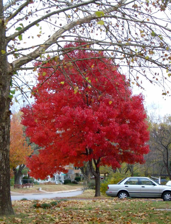 Erect plants: maple (Acer)