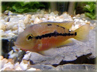 Nicaragua Cichlid Fish Pictures