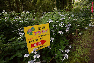 鷲子山霊峰あじさい