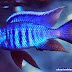 Ikan Copadichromis Azureus