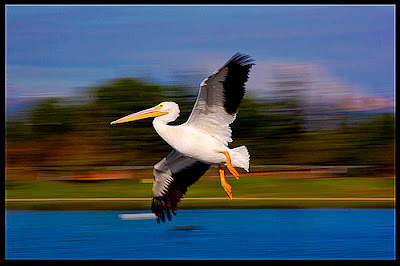 foto panning burung