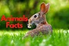 200 जानवरों के बारे में रोचक तथ्य - Facts About Animals in Hindi