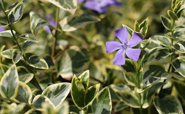 Vinca Major Variegata