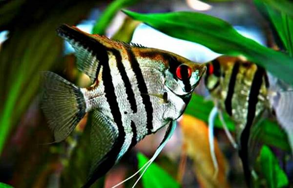Ikan Manfish - Jenis Ikan Hias Air Tawar Yang Populer Dipelihara