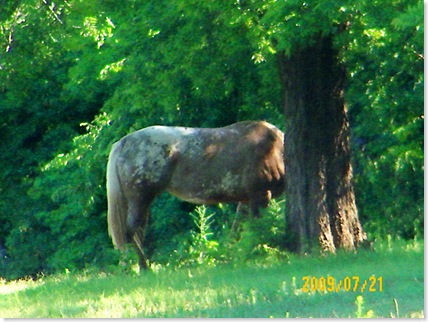 Appaloosa
