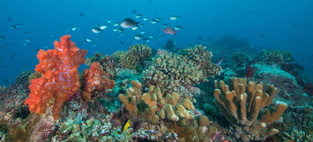 Los arrecifes de coral en las Fidji están amenazados por el calentamiento y el aumento de acidez de los océanos.Coral Reef Image Bank/Jayne Jenk