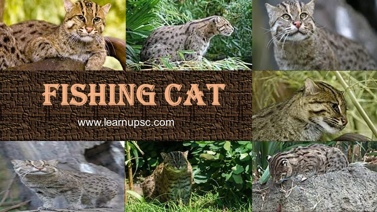 Fishing Cat