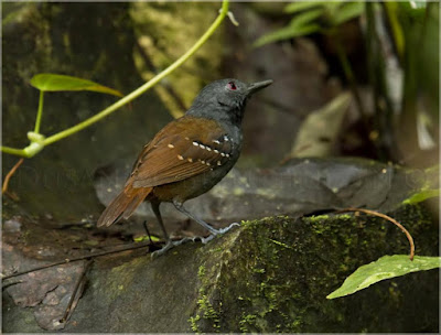 Magdalena Antbird