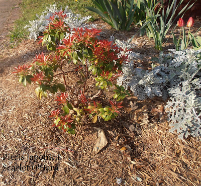 Pieris japonica scarlet o'hara