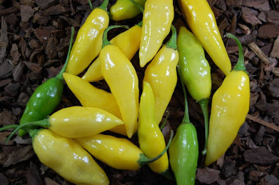 Ají mochero, ajies de peru, capsicums de peru