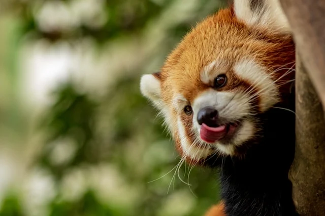 picture of a red panda