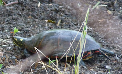 eastern painted turtle