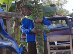 Pisang Pelik Berbuah Beribu-ribu Biji