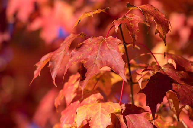 Foglie rosse-Foliage-New England