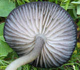 Entoloma serrulatum