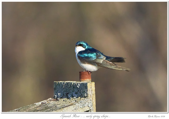 Ipswich River: ... early spring chirps...