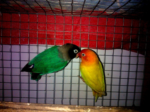  Nama  Lovebird  Berdasarkan Warna  Beserta Gambar Lengkap