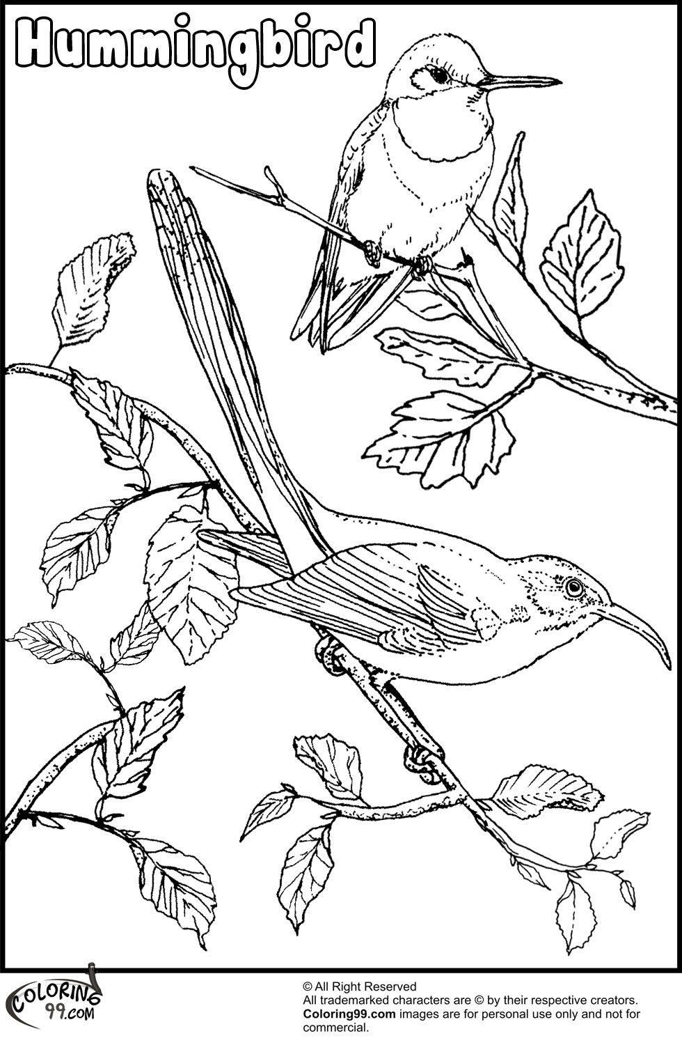 Download Hummingbird Coloring Pages | Team colors