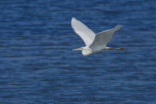 Wildlifefotografie Lippeaue Silberreiher