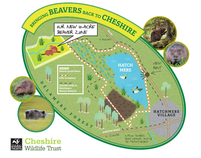 Map of beaver release area