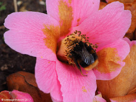 Bumblebee in Camellia Flower by We Laugh Indoors