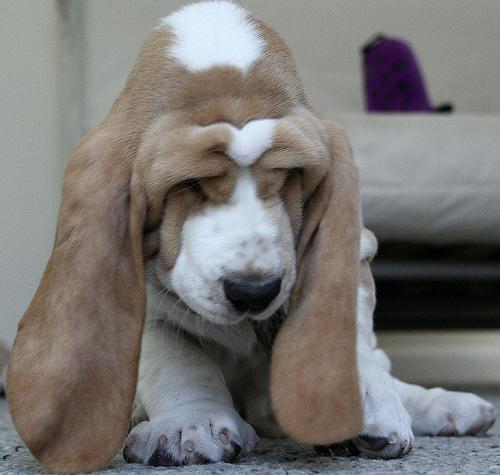 Temperament of cute Basset Hound dog
