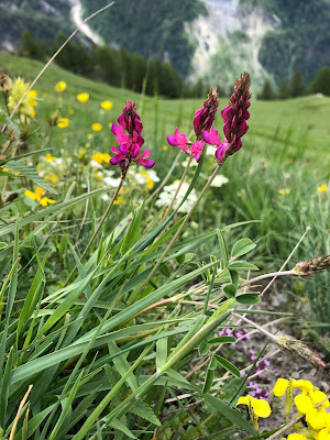 Left: [Fabaceae] Onobrychis montana – Mountain Sainfoin (Lupinella montana).