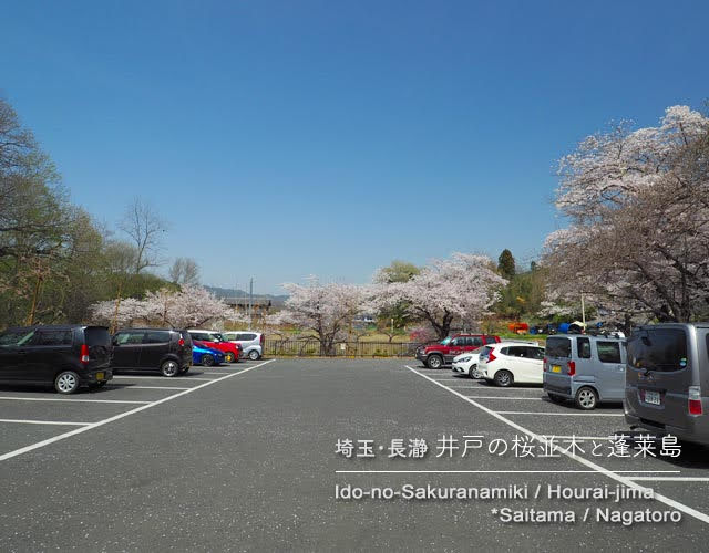 長瀞･蓬莱島公園駐車場周辺の桜