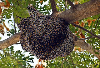 मधुमक्खियों के बारे में जानकारी चाहिए I मधुमक्खी के छत्ते का चित्र I मधुमक्खी के बारे में जानकारी