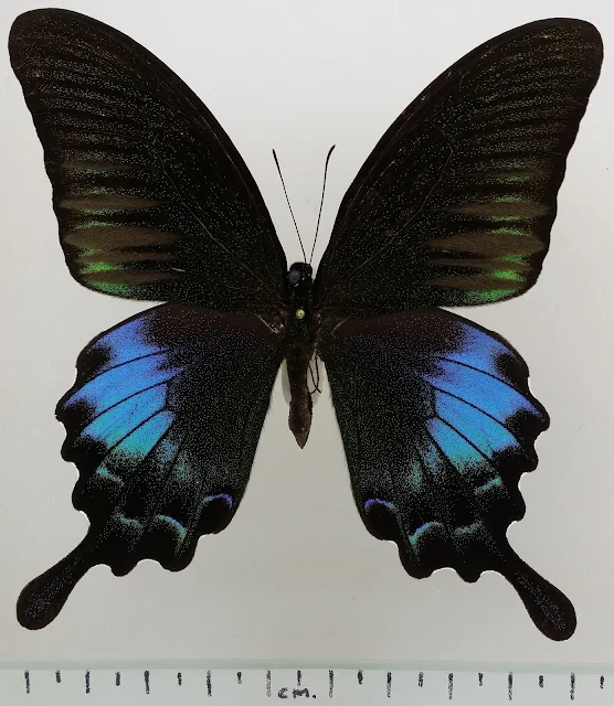 ผีเสื้อหางติ่งแววมยุรา Papilio bianor subsp. pinratanai