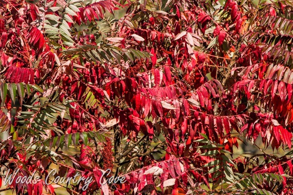 OCTOBER 2015 (7 of 31)