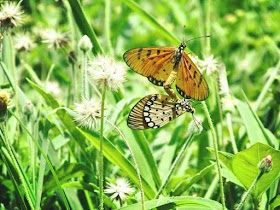 Butterflies : Making Love