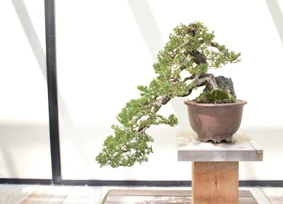 Cara Merawat Pohon Bonsai