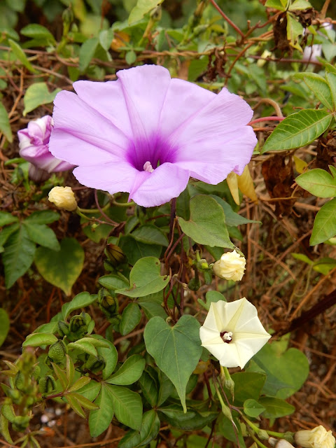 野牽牛和槭葉牽牛的花