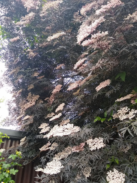 Black Elder Plant