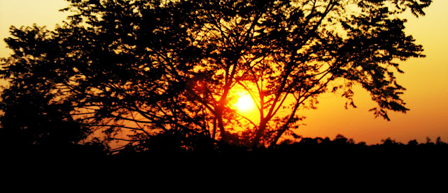 sunset through tree