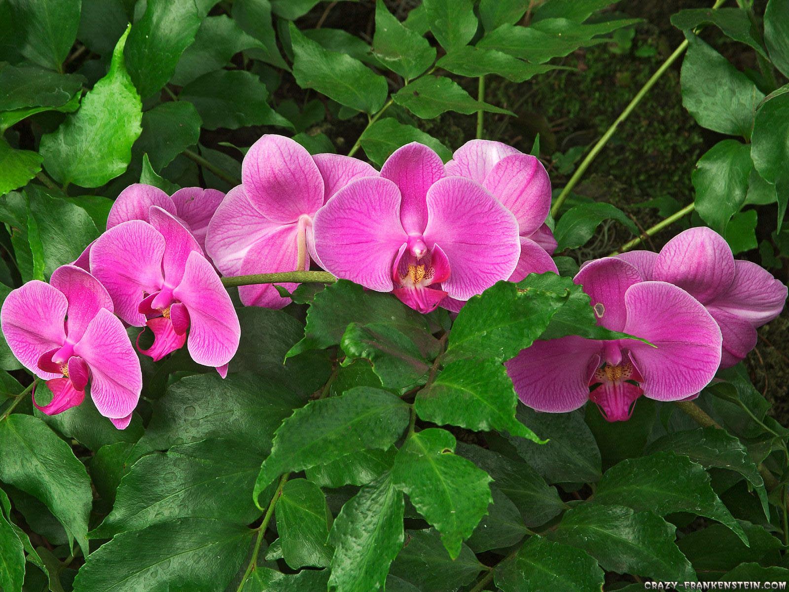 Orchid Flower Wallpaper