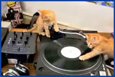 Verrückte DJ Katzen