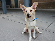 EvaGerman Shepherd Corgi mix. At least I think she's got some Corgi in .