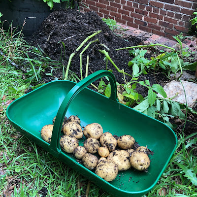 Potato harvest