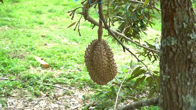 Durian khas Minang Kabau, buah lezat berdaging kuning dengan aroma kuat