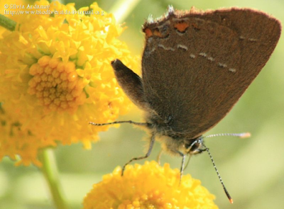 http://www.biodiversidadvirtual.org/insectarium/Satyrium-acaciae-img621792.html