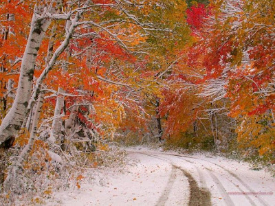 La Belleza de la Nieve