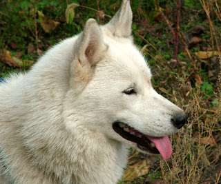 white siberian husky