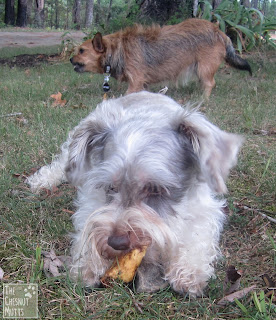 dottie chewing a woolly bully with jada in the background chewing a redbarn lamb ear