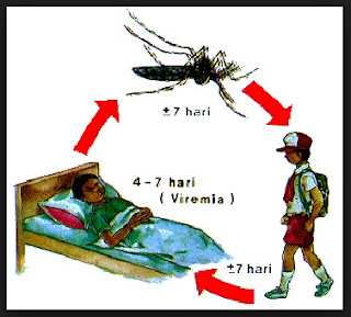 Masa Inkubasi Demam Berdarah (DBD)