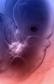 триместри вагітності: 1 триместр вагітності 