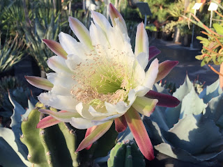 Peruvian Cereus- Vivero Growers Nursery